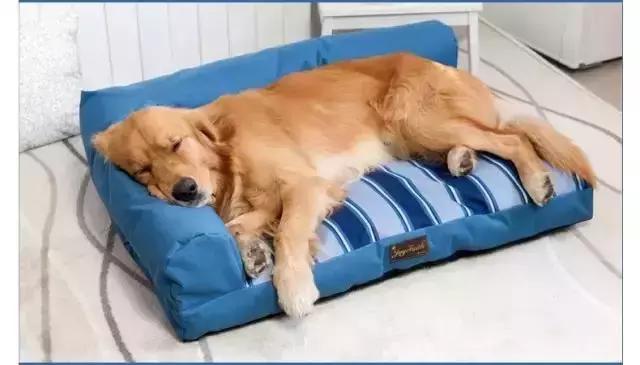 c罗养的狗对比梅西养的,梅西和c罗的宠物到了足球场