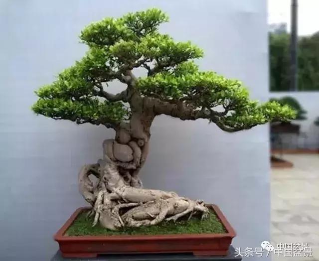 榕树盆景欣赏,欣赏盆景的感受句子