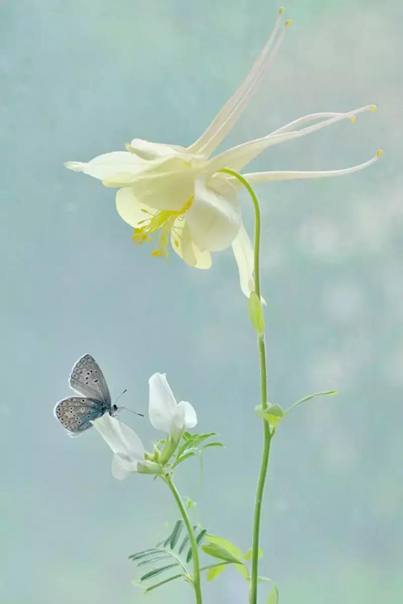 做个花心的女人视频,做个花心的女人歌曲