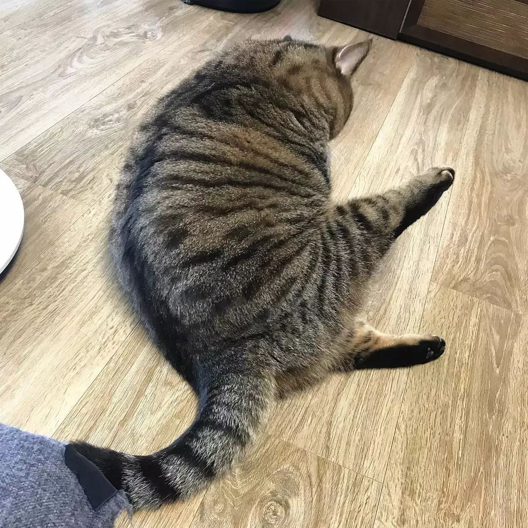 看着这只胖得圆滚滚的喵星人，想到了现在看世界杯天天吃夜宵的我