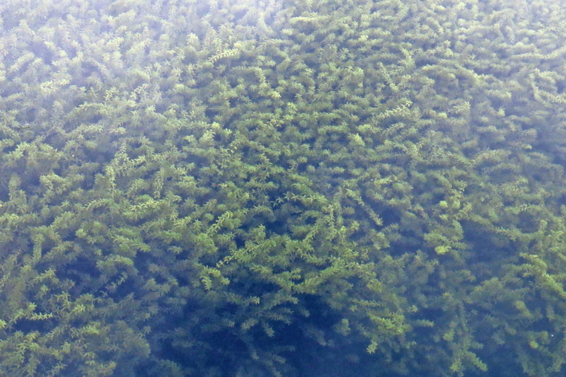 邛海湖是中国第几大淡水湖,四川省第二大淡水湖是不是邛海