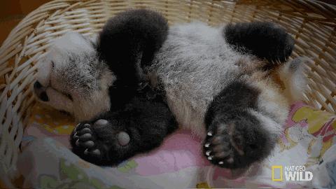 世界上最高龄大熊猫,大熊猫战兽