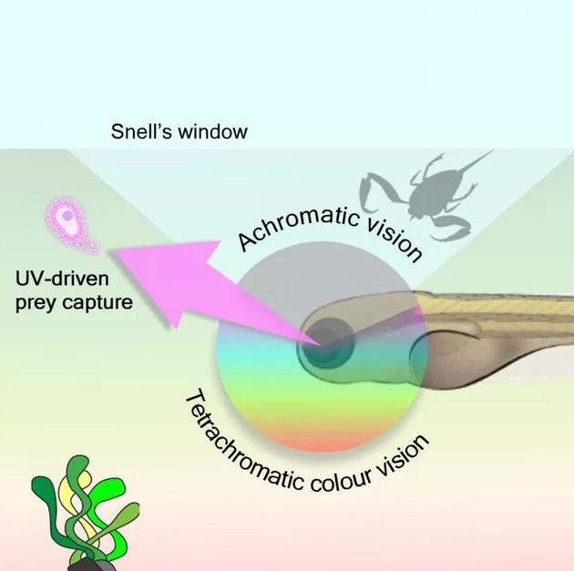 斑马鱼用什么显微镜看东西,荧光显微镜下观察斑马鱼