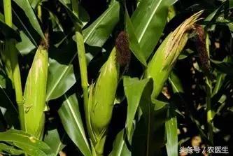 玉米倒伏的最佳解决方法,玉米倒伏补救最快方法