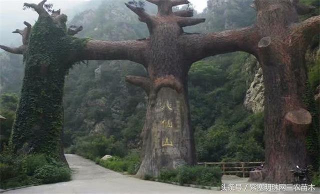 梨木台古树农家院,蓟县梨木台兴业缘农家院