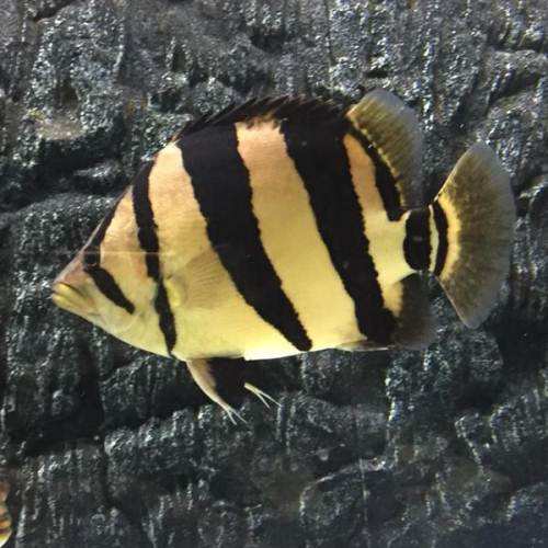 虎鱼的饲养视频,虎鱼的饲养视频播放