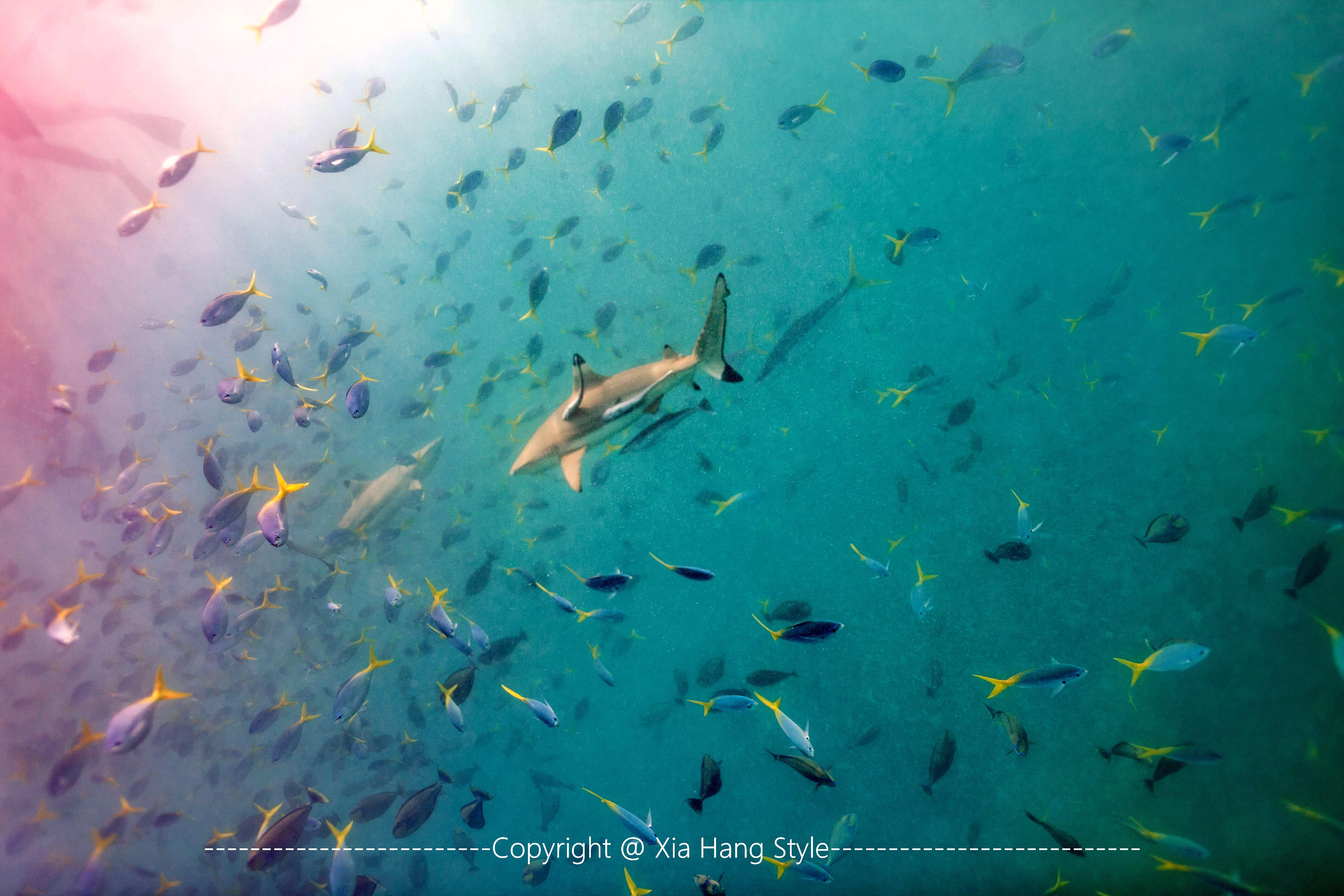 世界上人口最少的岛国，先后被4个国家统治，却是潜水者的天堂