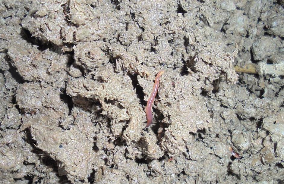 蚯蚓机打的蚯蚓如何饲养,养鸡养蚯蚓怎么循环饲养