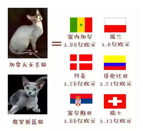世界杯上最厉害的猫,法国纯种猫世界杯冠军