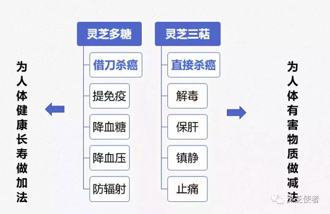 灵芝分散片一般吃多久才见效,灵芝吃多久对肝才有效