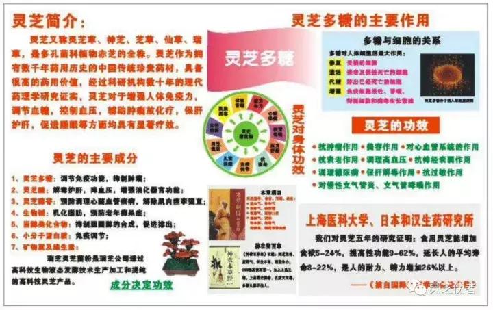 灵芝分散片一般吃多久才见效,灵芝吃多久对肝才有效