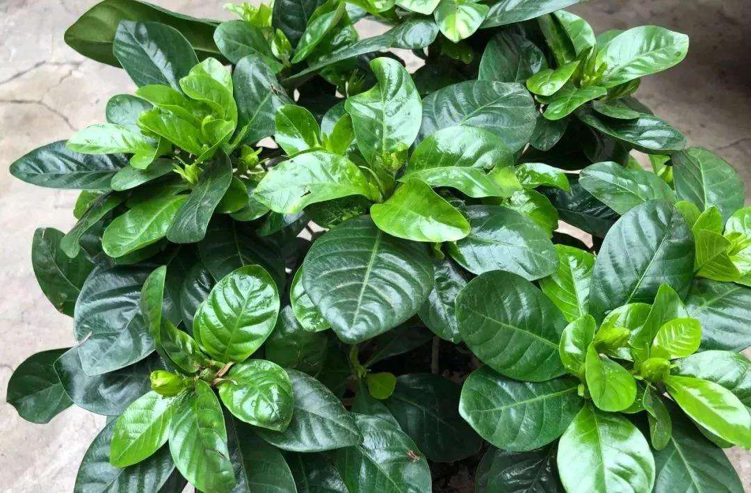 黄豆泡水发酵浇兰花作用,黄豆泡水发酵后浇葡萄