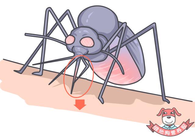 鍚歌铓婂瓙婕敾,鍏充簬铓婂瓙婕敾