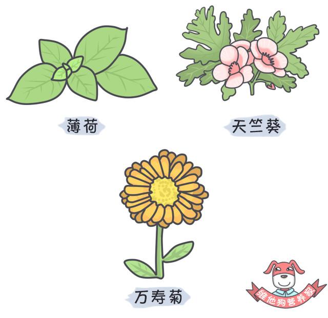 鍚歌铓婂瓙婕敾,鍏充簬铓婂瓙婕敾