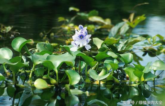 水葫芦花有密的吗,白色水葫芦花