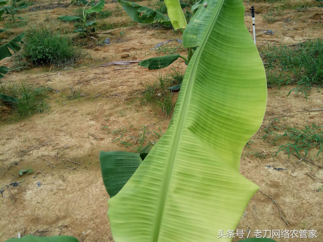 跳甲的生活规律和防治方法,香蕉跳甲怎么上药比较好
