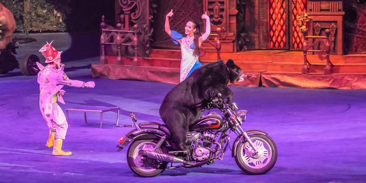 长隆大马戏飞鸟乐园,长隆梦幻大马戏儿童乐园