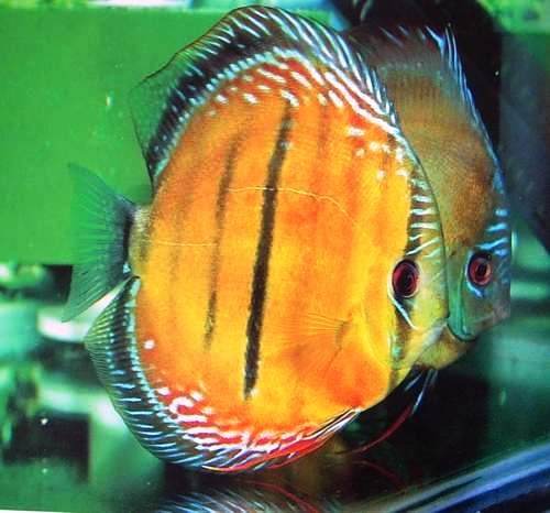 为什么新买来的观赏鱼不易养活,为什么刚开始养鱼的人都说鱼难养