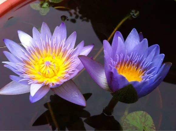 放水里能长期存活的花,适合懒人在水里养的花