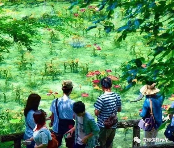 放水里能长期存活的花,适合懒人在水里养的花