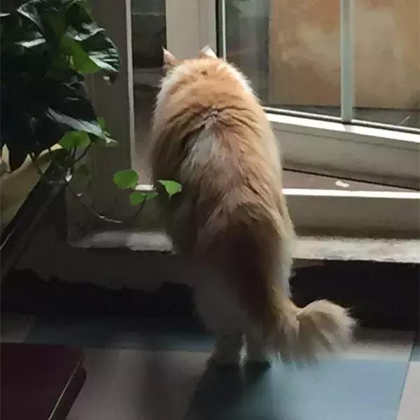 主人带猫去参加展会,主人带猫咪去参加猫展