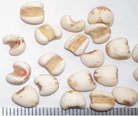 薏苡仁健脾祛湿吗,健脾利湿薏苡仁生的好还是炒的好