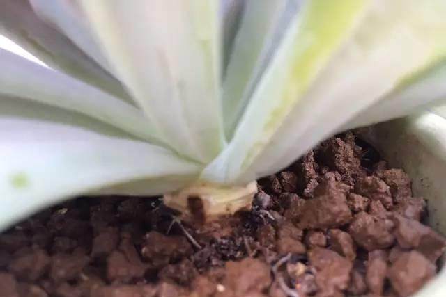 红稚莲多肉里面有虫怎么办,多肉植物的七种病虫害