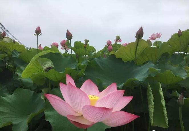 上海有哪些公园可以赏花,上海现在有哪些公园可观赏到荷花