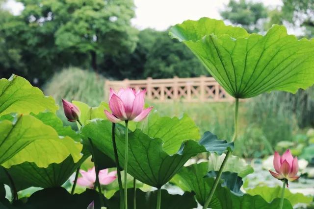 上海有哪些公园可以赏花,上海现在有哪些公园可观赏到荷花