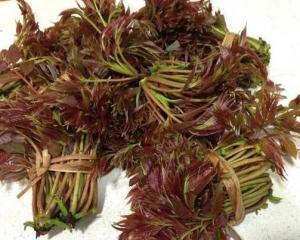 香椿种子壳的功效与作用,香椿籽香椿芽