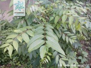 香椿种子壳的功效与作用,香椿籽香椿芽