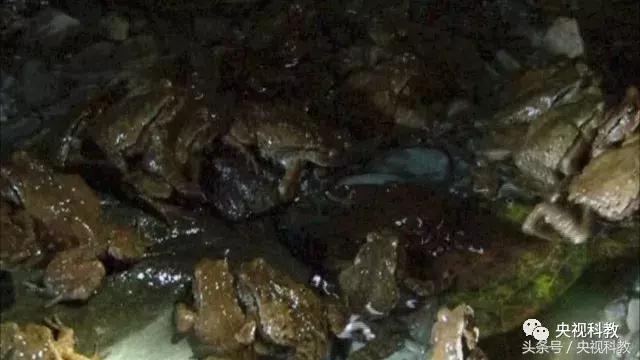 地理中国｜发出奇异叫声的“石蹦”究竟是什么生物？