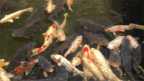 名古屋可以去哪里旅游,名古屋还能去吗