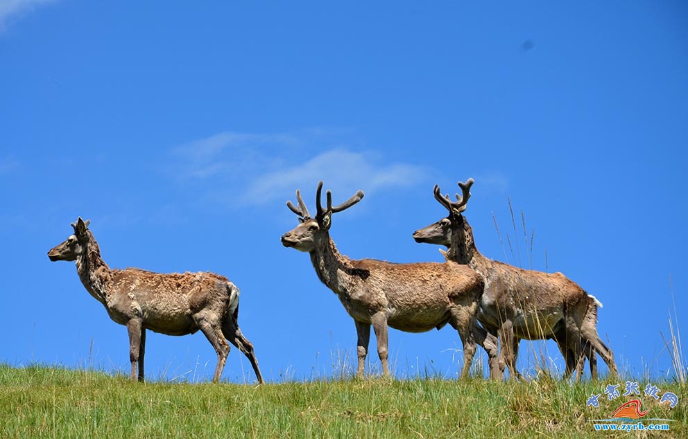 肃南马鹿鹿茸农产品,肃南土特产鹿茸