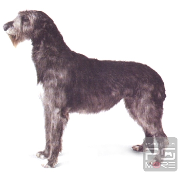 关于世界名狗名犬排行榜,世界名犬狗的品种大全