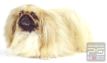 关于世界名狗名犬排行榜,世界名犬狗的品种大全