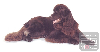 关于世界名狗名犬排行榜,世界名犬狗的品种大全