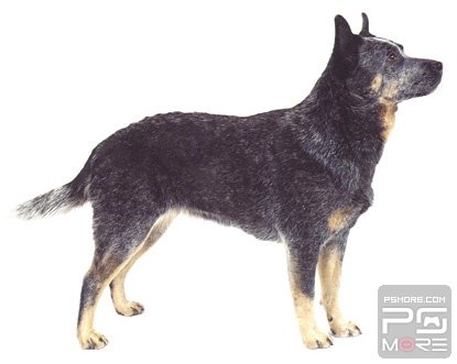 关于世界名狗名犬排行榜,世界名犬狗的品种大全