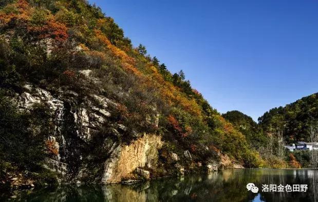 嵩县灵芝种植,嵩县何村蛮峪岭