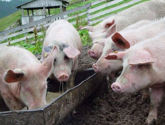 农村小本养殖创业项目大全,项目致富