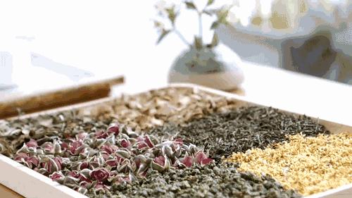 喝了北大茶人和清华女孩做的花草工夫茶，再也不排队买奶茶