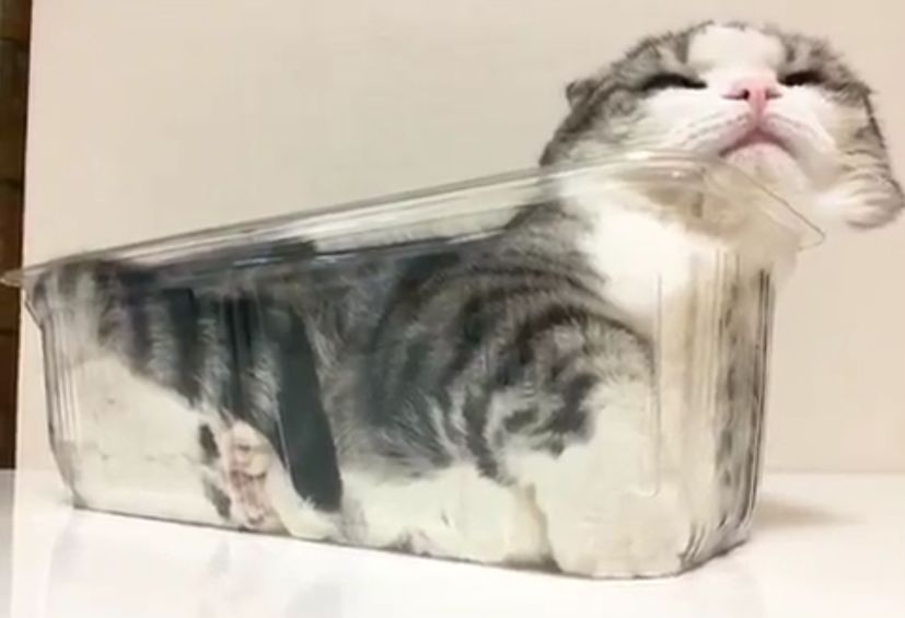 我真的不是想骗你们养猫