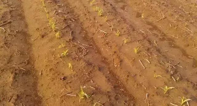 玉米暴雨后管理技术,玉米播种下暴雨不出苗