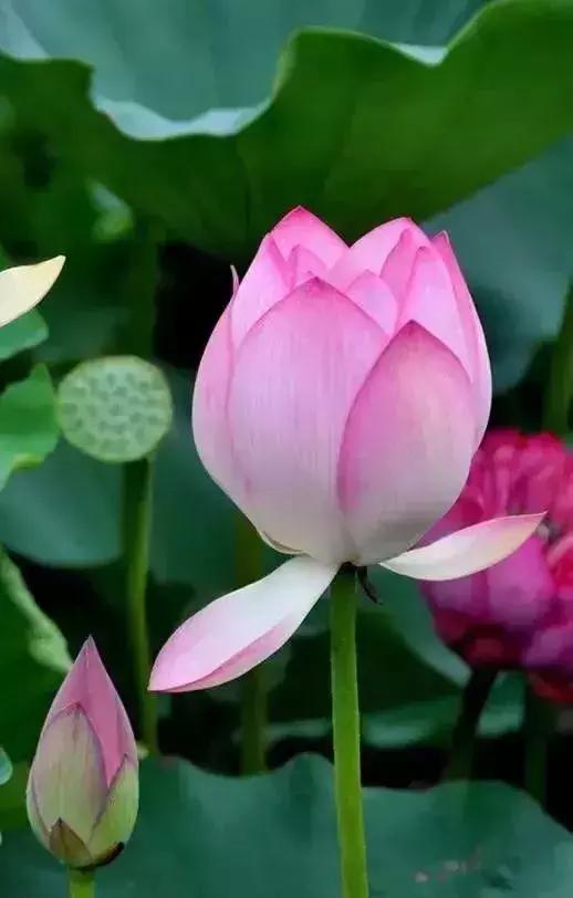 浙江一片夏季花海，带你在炎炎夏日赏花、美拍尽享自然清凉~