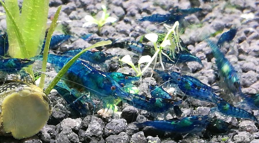 观赏虾观赏鱼,观赏鱼观赏虾