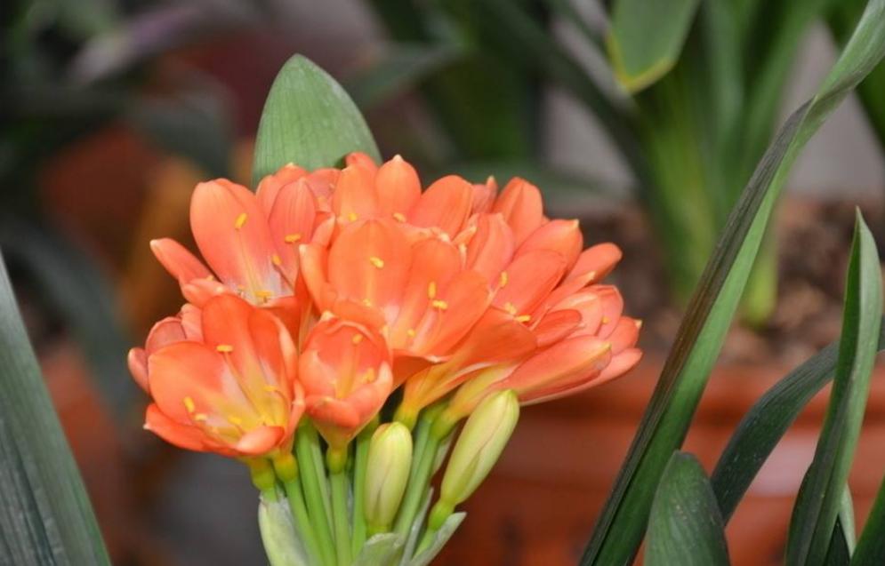 君子兰养护开花不夹箭的方法,君子兰开始冒花箭该如何养护