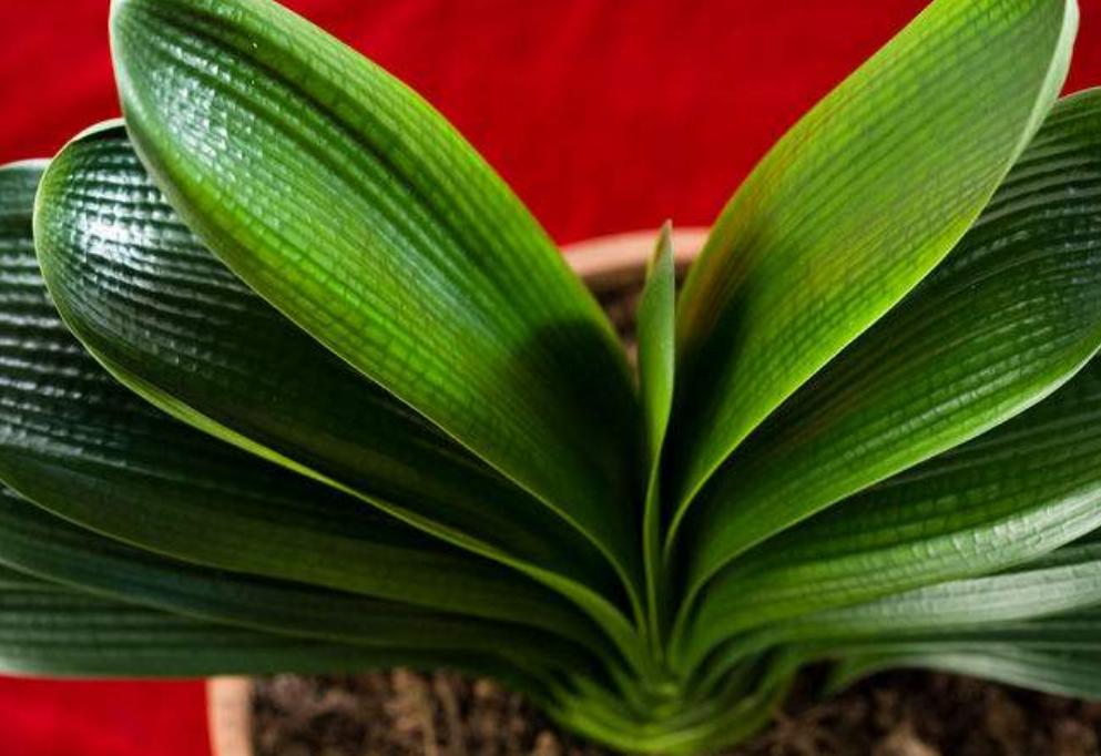 君子兰根长得慢,君子兰下垂不直