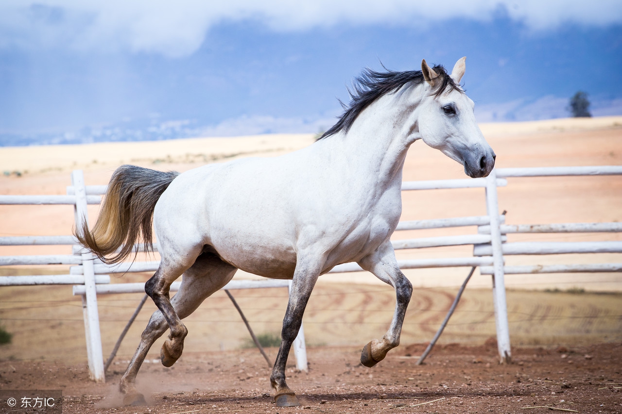 生肖属马的最佳配偶是什么,生肖马最佳婚配对象