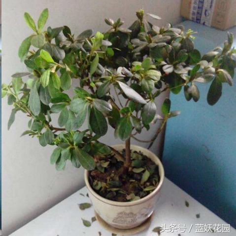 杜鹃花叶尖发黑怎么处理,杜鹃花叶尖发黑需要修剪吗