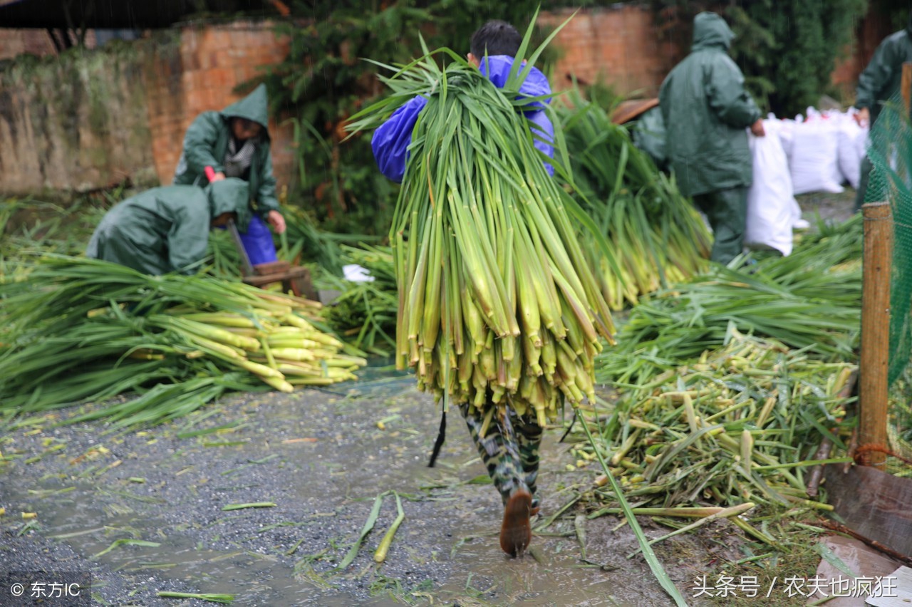 长在水里面的笋叫什么菜,农村的笋子有营养吗